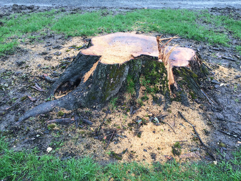 Before - Tree stump in yard