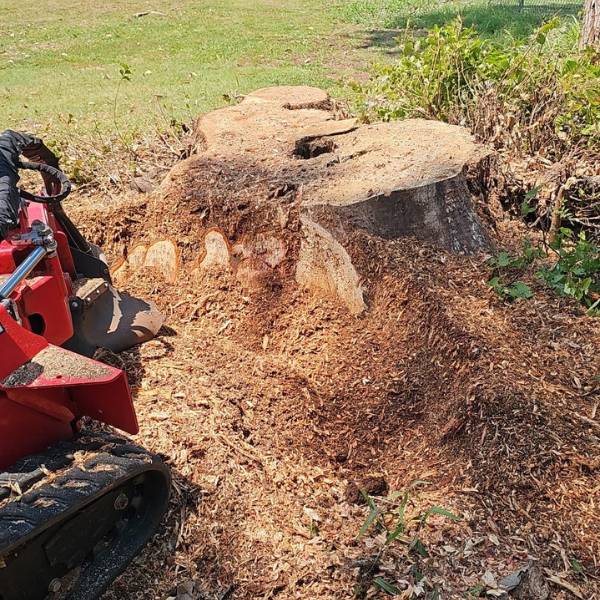 Professional stump grinding in action